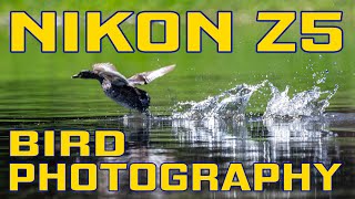 Nikon Z5 Review of Bird Photography [upl. by Aihpled]