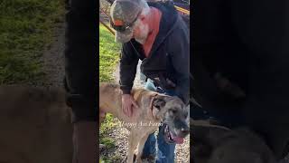 No stopping him 🤣 shorts dukethedane greatdane rescuedog dog rescue pets [upl. by Giorgio]