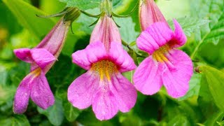 Rehmannia  the AntiDiabetic Neuroprotective TCM Herb [upl. by Cleodal]