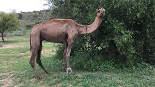 Camel walking in Tharparkar I Camel animal video II beautifull camel [upl. by Japheth]