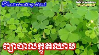 Treat vomiting blood ព្យាបាលក្អួតឈាម [upl. by Hrutkay]