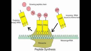 DNA Translation Steps [upl. by Sauls364]