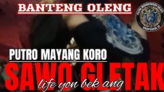 BANTENG OLENG PUTROMAYANG KORO SEJATI LIFE YON BEK ANG MALANG [upl. by Emmey]