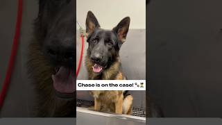 Chase is on the case 🐾👮‍♂️ germanshepherd gsd shepherd germanshepherdpuppy dogbath [upl. by Latsyrcal]