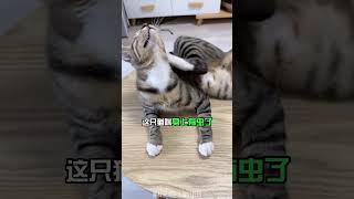 宠物医院绝不会公开的4件事 科学养猫 养猫经验 宠物生活 新手养猫 貓 猫咪 cat 喵星人 宠物知识 [upl. by Patrizius]