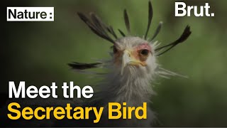 Meet the Secretary Bird [upl. by Witcher]