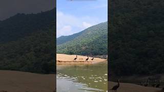 ✅ 💫 Hogenakkal falls 360 view and Hogenakkal birds hogenakkalfalls shorts nature [upl. by Yerag465]