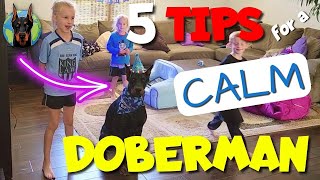 How to Raise a Calm Doberman—5 Tips That WORK [upl. by Delphinia]