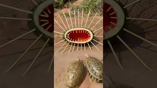 Survival Skills SIMPLE and USEFUL with watermelon turtle bushcraft camping outdoors [upl. by Leander]