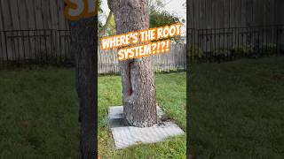 Wheres the Roots tree arborist treeclimbing treecare oaklandcounty [upl. by Yereffej975]