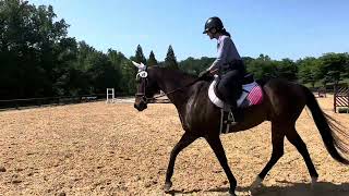 Tally Ho  9 yr 162h TB Gelding [upl. by Emmeram210]