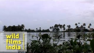 Water Hyacinth covering the Vembanad Lake Kerala [upl. by Shayla]