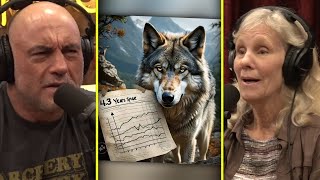 The SHOCKING Life Span Of A Wolf  Joe Rogan amp Diane K Boyd [upl. by Leander]