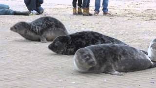 Zeehonden Ecomare weer gezond de zee in I Ecomare Texel [upl. by Chemar]