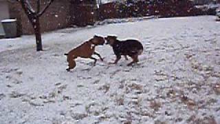 Boxer Vs Rottweiler GSD [upl. by Pegeen690]