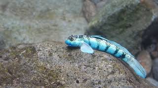 Sicydium punctatum Middleham Falls Dominica [upl. by Louls]