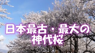 日本最古・最大の神代桜 [upl. by Stan]