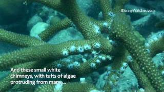 Damselfish Bites [upl. by Herald]