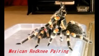 Breeding a pair of Brachypelma Hamorii Mexican Red Knee Tarantula [upl. by Yud]