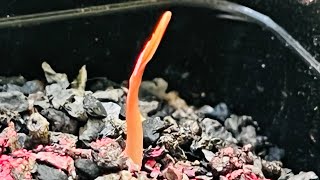 How to grow welwitschia mirabilis seed part 2 [upl. by Rachele]