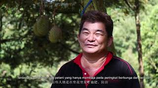 Durian Fertiliser Program  EP2  We Farm We Care [upl. by Norry548]