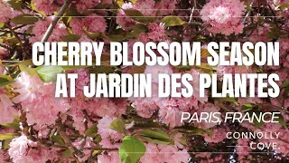 Cherry Blossom Season At Jardin des Plantes  Paris  France  Things To Do In Paris [upl. by Leonsis]