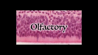 Olfactory System [upl. by Melody739]