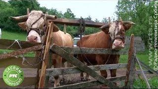 Sasvim prirodno Jablanica mi u srcu Jovan Memedović [upl. by Marilee]