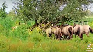 konikpaarden Oostvaardersplassen [upl. by Rowan]