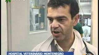 HOSPITAL VETERINÁRIO DE MONTENEGRO  VIII CONGRESSO ABORDA DOENÇAS ENDOCRINAS [upl. by Mazman446]