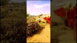 pentose harvestingshort shortvideo shortsvideo [upl. by Lorusso]