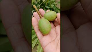 Hog Plum Testy Fruit 😋😋 shorts viral trending fruit [upl. by Gay]