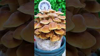 Time lapse video of mushroom plant🍄  life cycle of mushroom shorts like share subscribe [upl. by Awjan]