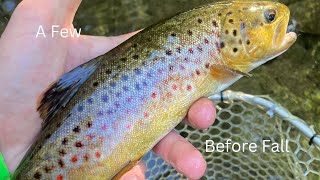 Euro Fishing A Few Late Summer Wild Browns Pennsylvania fishing catchandrelease flyfishing [upl. by Sosthena]