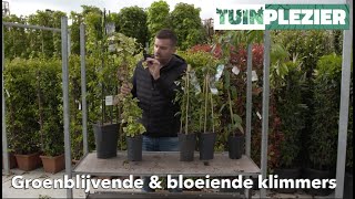 Arjans Top 5 groenblijvende amp bloeiende klimplanten  TUINPLEZIER [upl. by Naid]