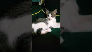 Hi Cookie🐈😺💗 fypシ゚viral catlover catshorts catsofinstagram catsoftiktok catsofyoutube fypageシ [upl. by Aicirtam]