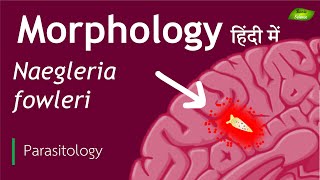 Naegleria fowleri in Hindi Morphological features  Parasitology  Basic Science Series [upl. by Wei509]