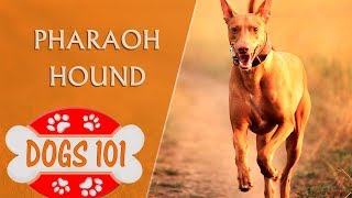 Dogs 101 Pharaoh Hound  Top Dog Facts About the Pharaoh Hound [upl. by Woolson755]