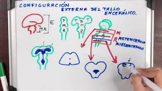 TRONCO DEL ENCÉFALO CONFIGURACIÓN EXTERNA [upl. by Eitisahc]