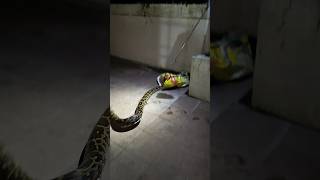 വലിയ ചാക്ക് ഇല്ലേ ചേട്ടാ🐍 Big python on the compound wall urbansnakelife sarpa snakerescue [upl. by Zile]