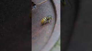 Bee wakes up for the first time after hibernation washes itself thoroughly and flies to freedom [upl. by Cassiani]