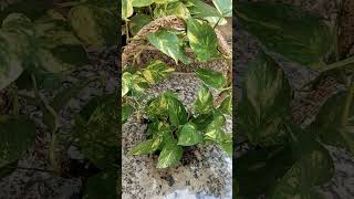 Indoor plant🌱 pothos pothosplant youtubeshorts gardeningtips poonamsterracegarden9435 [upl. by Latin]