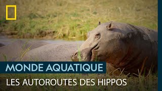 Les hippopotames sont si lourds quils créent des voies navigables [upl. by Meggi]