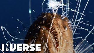 First footage ever of deepsea anglerfish mating  Inverse [upl. by Suzie26]