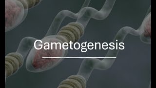 Gametogenesis [upl. by Aisan464]