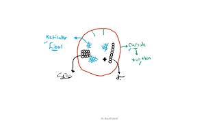 Histology Of Pituitary Gland 1 [upl. by Merth]