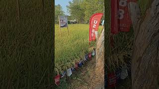 FARMERS FIELD DAY AND PROVINCIAL RICE TECNOLOGY FUROM [upl. by Seaver594]