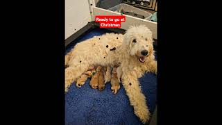 Newborn bernedoodle and goldendoodle puppies [upl. by Nyret]