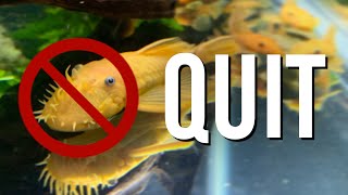 Why I Quit Breeding Bristlenose Plecos Ancistrus [upl. by Eillil]