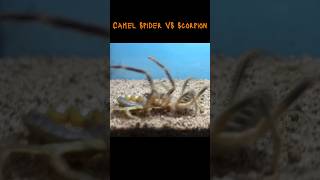 Scorpion Attacks Camel Spider camelspidervs scorpion [upl. by Hilleary]